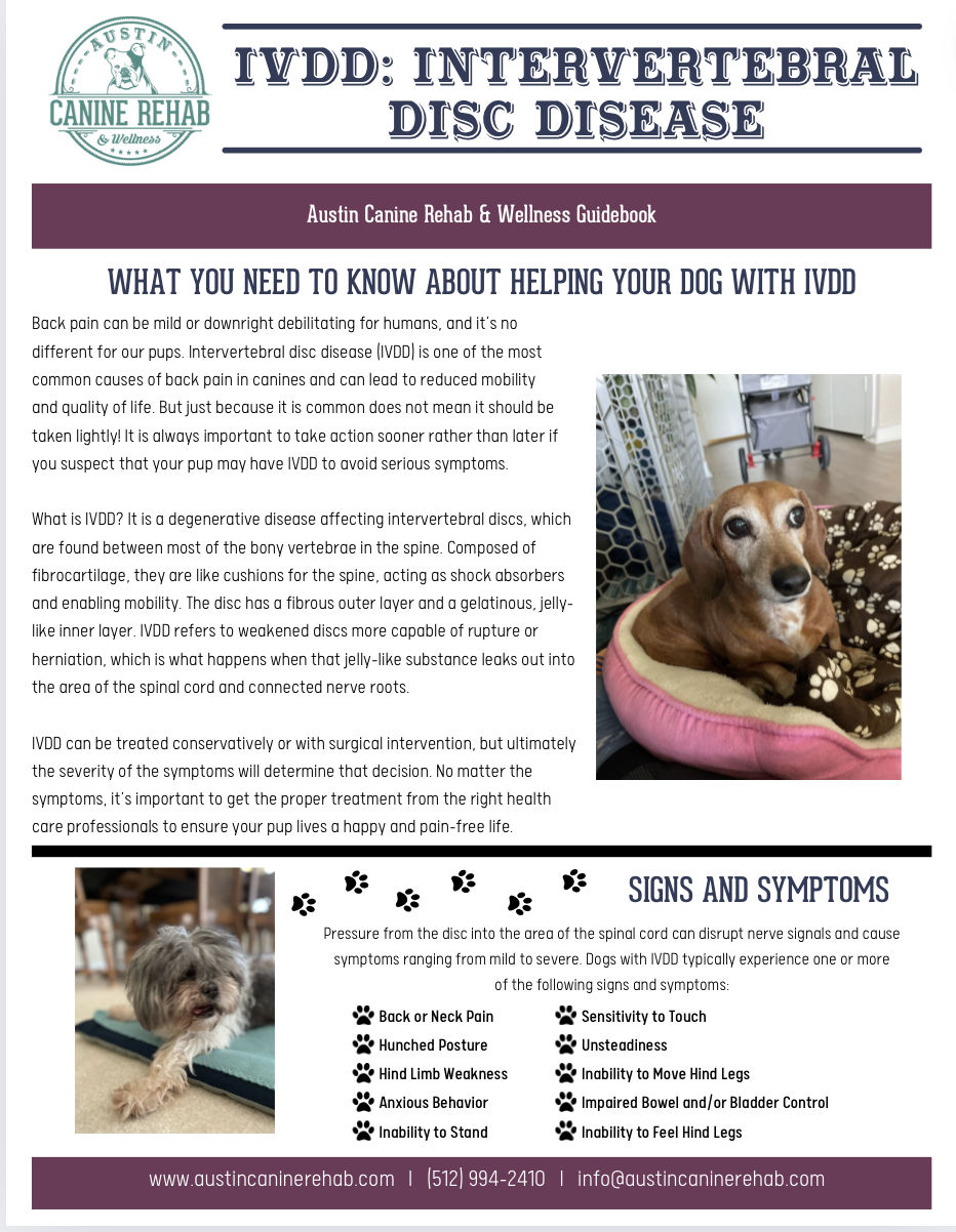 洋書 Canine Rehabilitation & Physical Therapy Canine Rehabilitation and Physical Therapy: 9781437703092